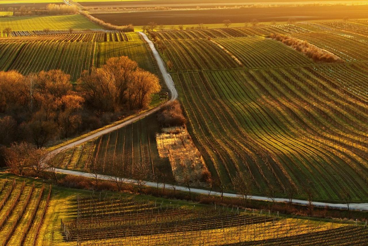 Vinoza - Ubytovani A Vinny Sklep Velke Bilovice Rulandova ภายนอก รูปภาพ