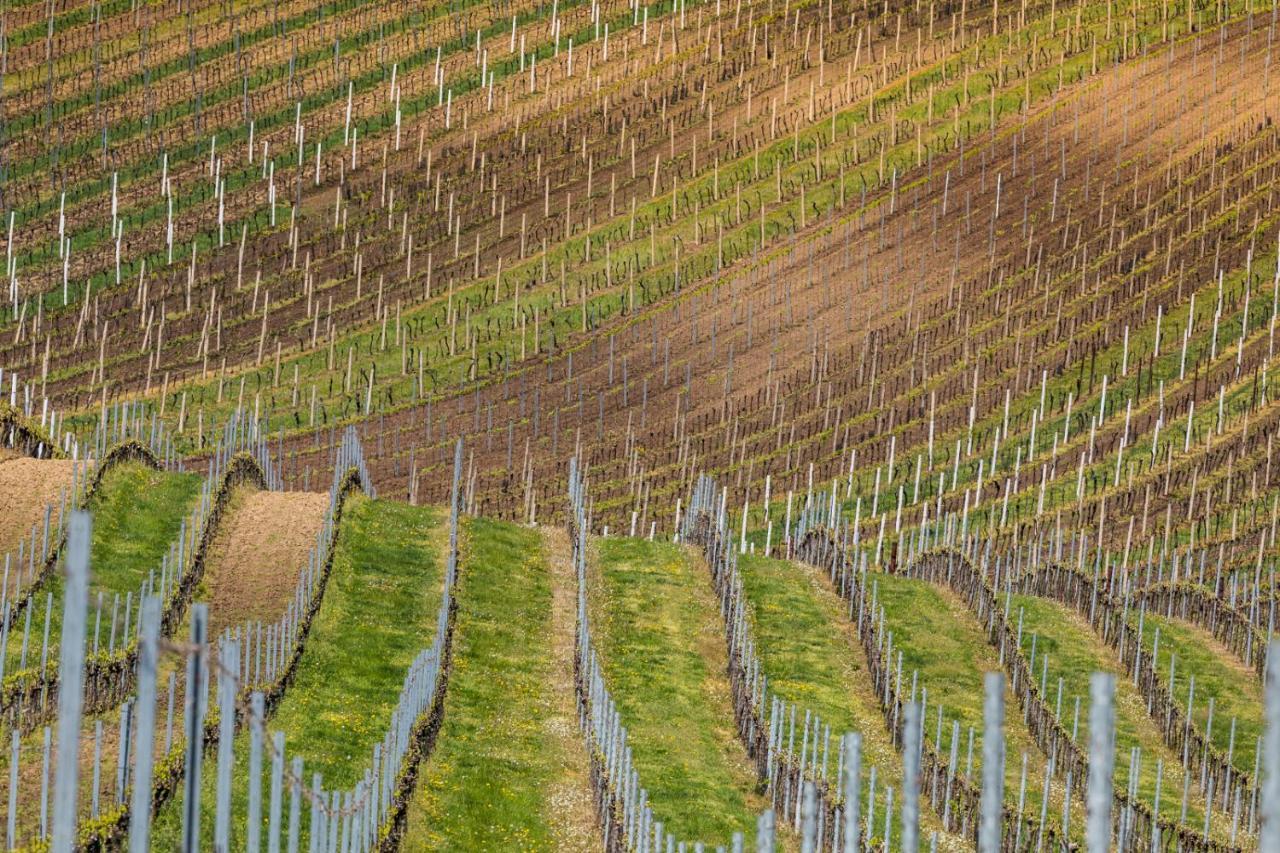 Vinoza - Ubytovani A Vinny Sklep Velke Bilovice Rulandova ภายนอก รูปภาพ
